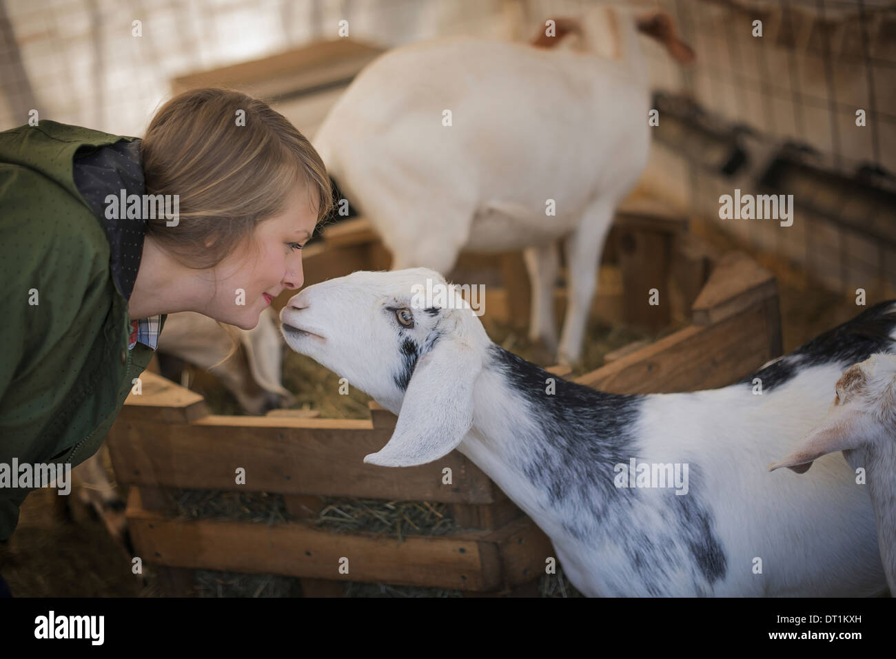 Una donna in una stabile su di una azienda agricola biologica in bianco e nero di capre Foto Stock