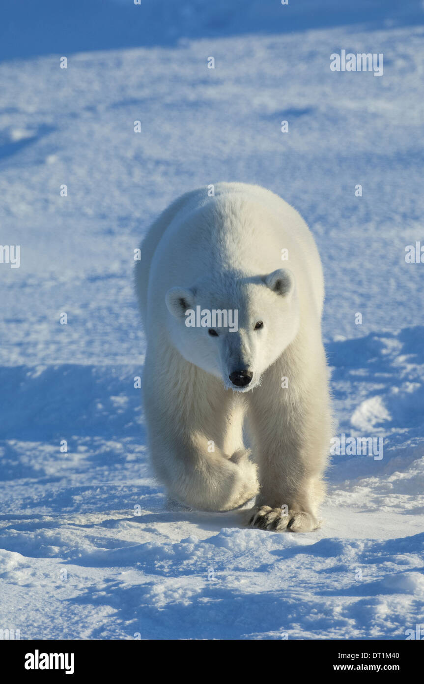 Gli orsi polari nel selvaggio Foto Stock