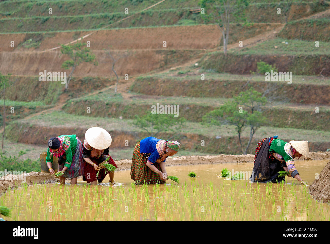 Flower Hmong di donne che operano nel campo di riso, Bac ha area, Vietnam, Indocina, Asia sud-orientale, Asia Foto Stock