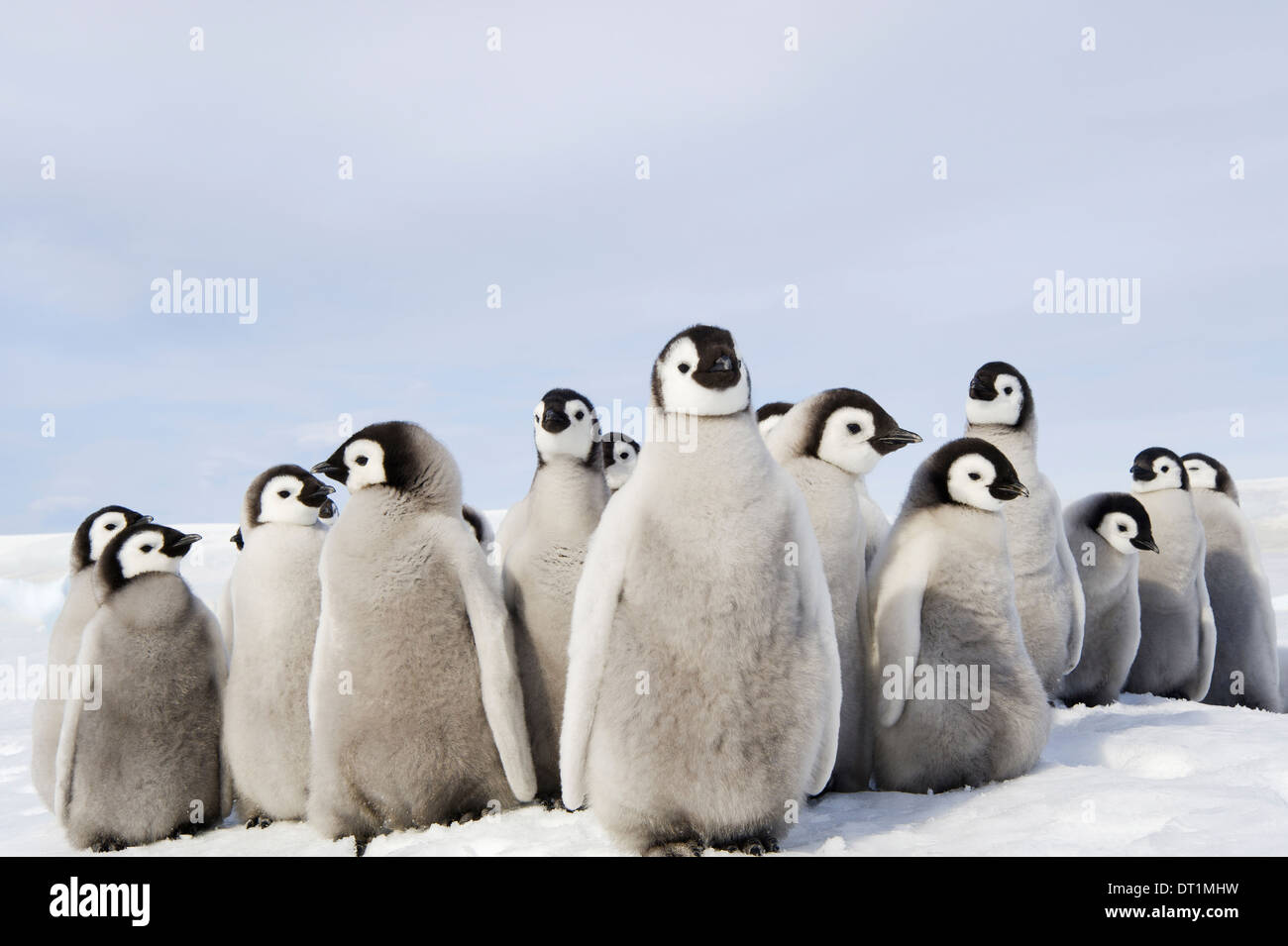 Un gruppo di vivaio del pinguino imperatore pulcini raggomitolati insieme guardando intorno a colonia di allevamento Foto Stock