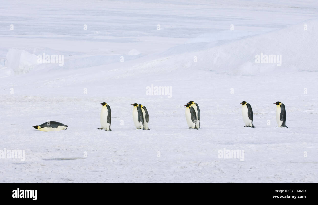 Una fila di pinguini imperatore attraversando a piedi il ghiaccio e la neve in unico file uno giacente sul suo stomaco scorrevoli lungo Foto Stock