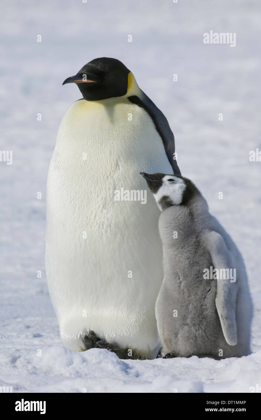 Due pinguini imperatore un uccello adulto e un pulcino fianco a fianco sul ghiaccio Foto Stock