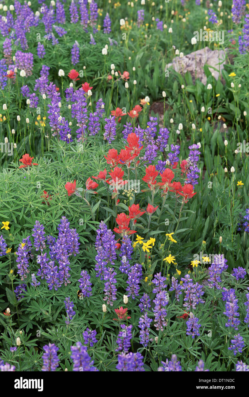 Un campo di fiori selvatici di montagna papaveri e lupini nelle montagne Wasatch Foto Stock