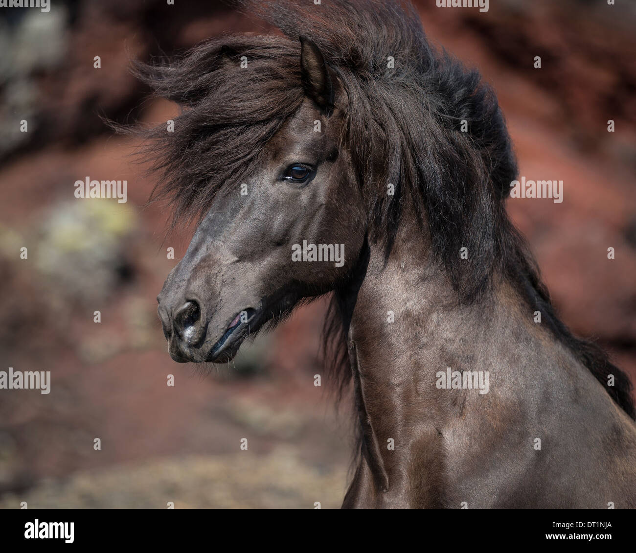Nero cavallo islandese, Islanda Foto Stock