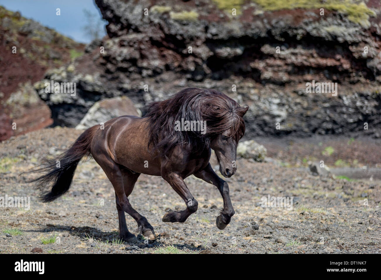 Nero cavallo islandese in esecuzione, Islanda Foto Stock