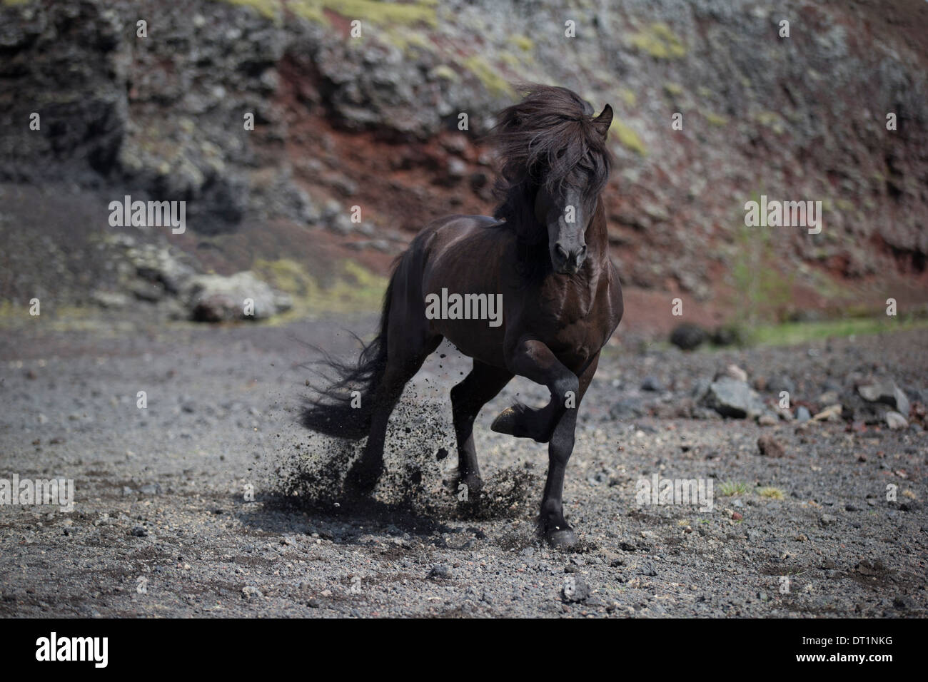 Nero cavallo islandese in esecuzione, Islanda Foto Stock