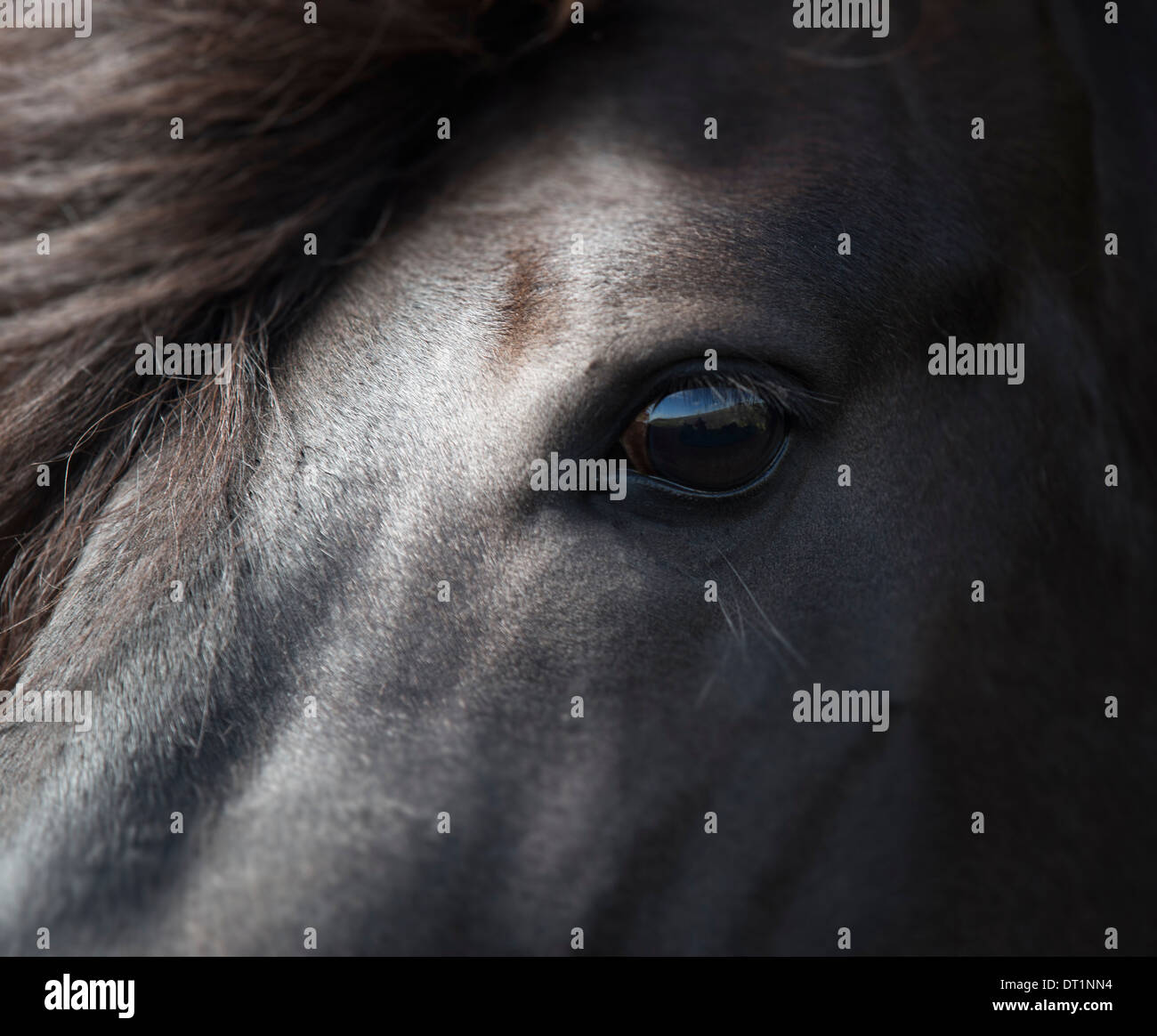 Nero cavallo islandese, Islanda Foto Stock