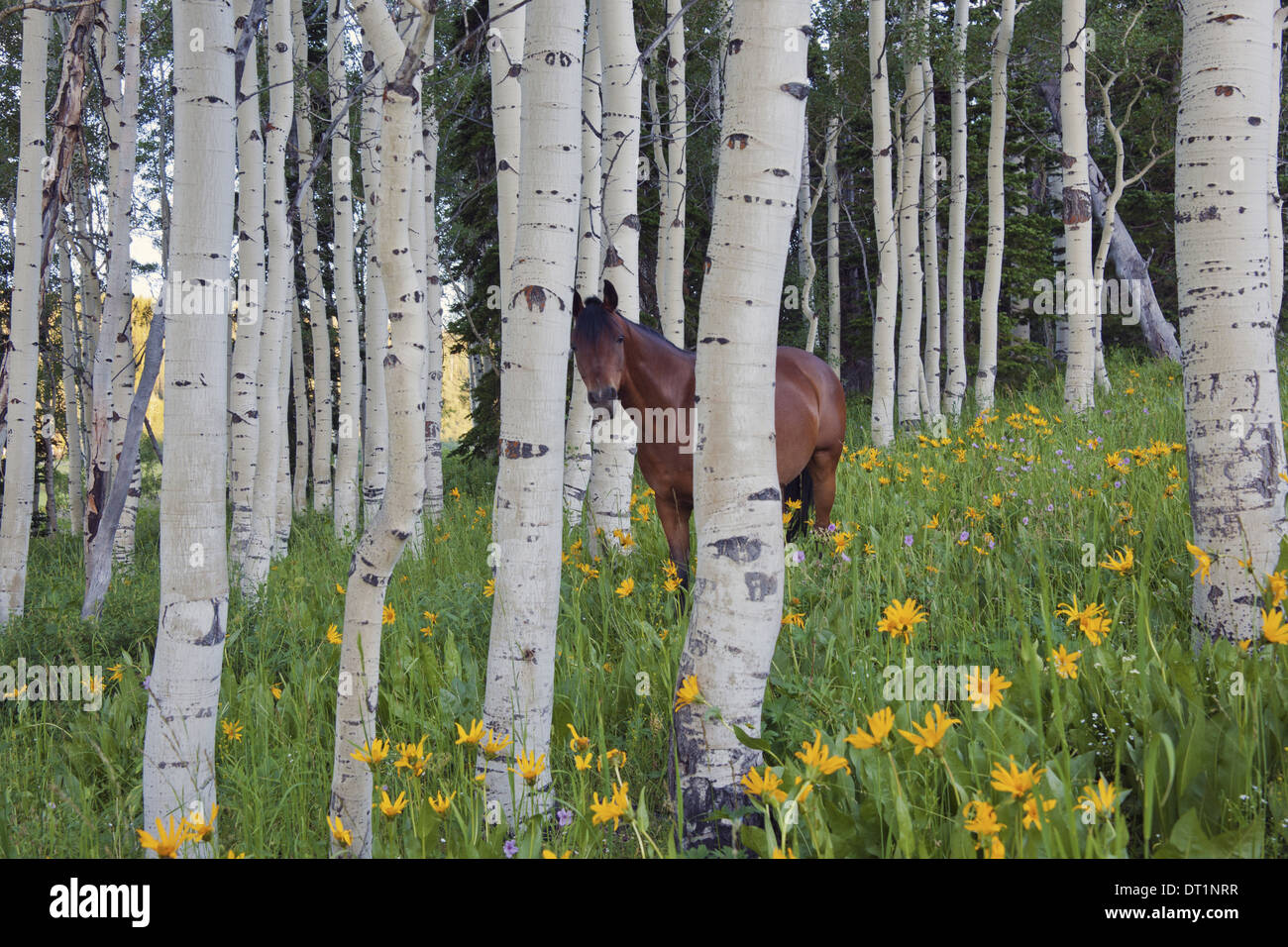 Il cavallo in un campo di fiori selvatici e alberi di aspen montagne Uinta Utah Foto Stock