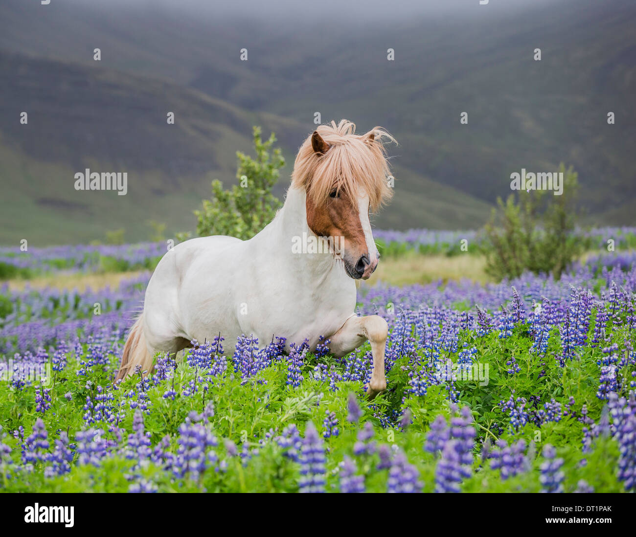 Horse Running da lupini. Razza di cavalli islandesi in estate con la fioritura di lupini, Islanda. Foto Stock