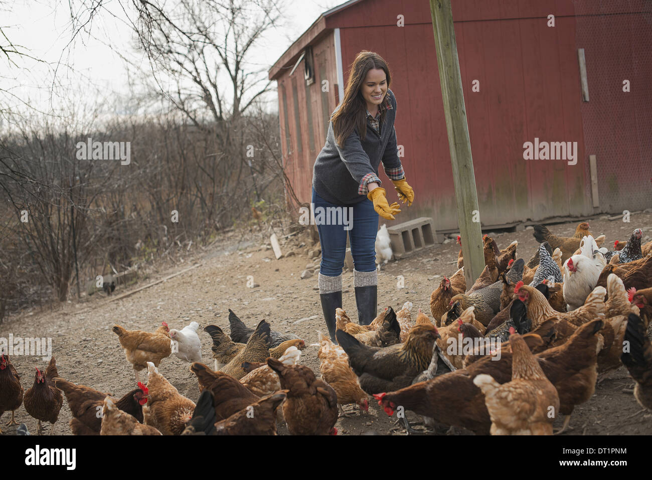 Caseificio Del lavoro contadino e tendente a gli animali Foto Stock