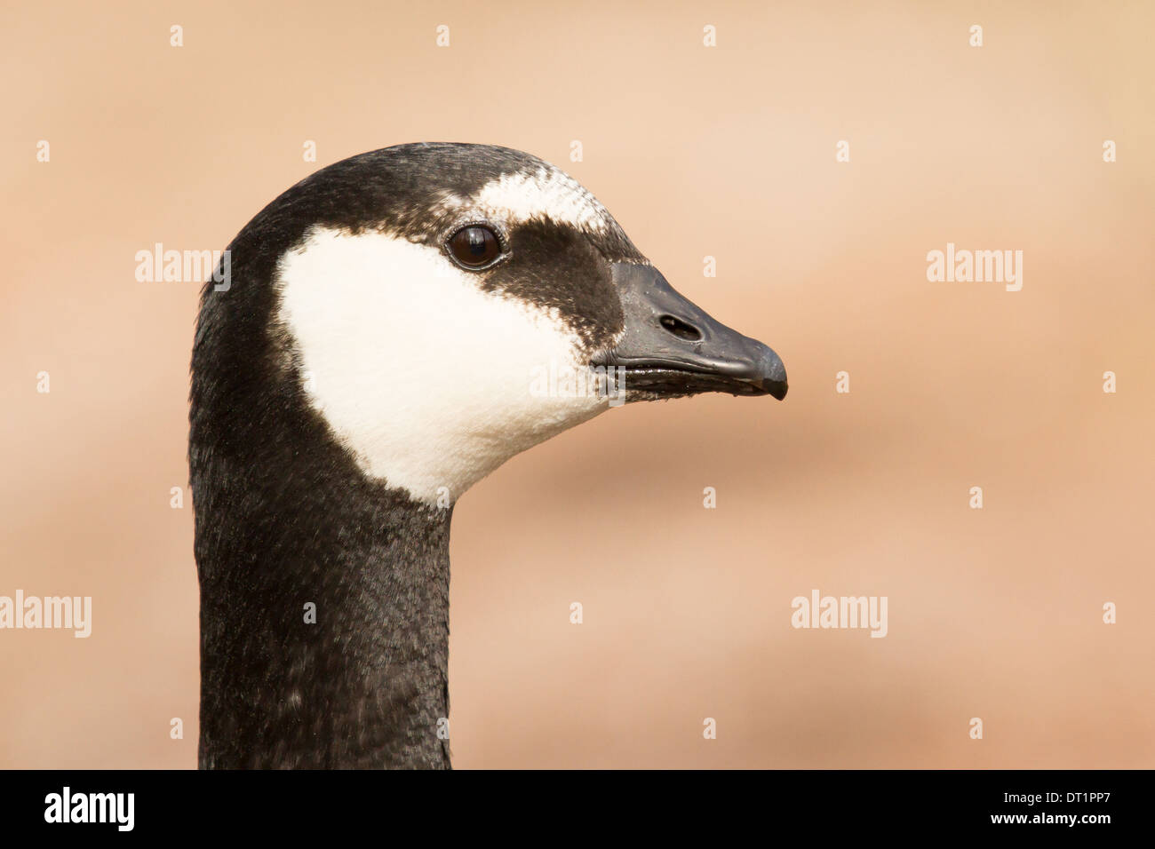 Un close-up di un barnacle goose (Olanda) Foto Stock