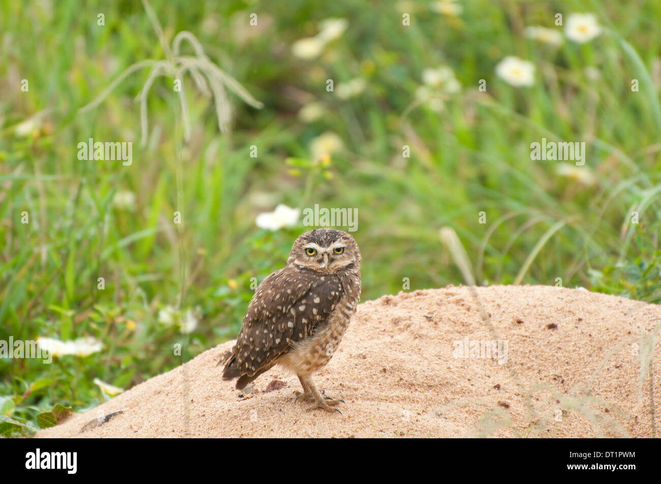 Gufo in burrowing (Atene cunicularia) fotografato lungo la costa sud-orientale del Brasile, a Guarapari. Foto Stock
