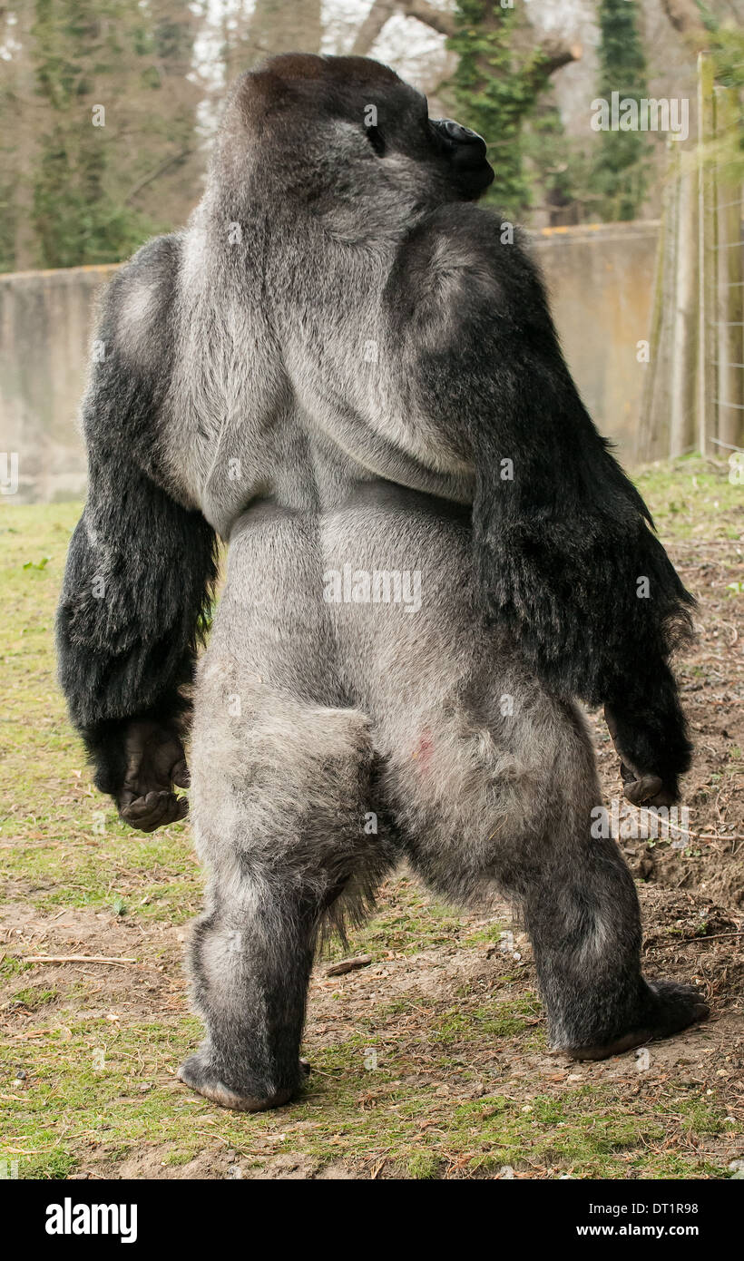 Gorilla Silverback, Gorilla in piedi Foto Stock