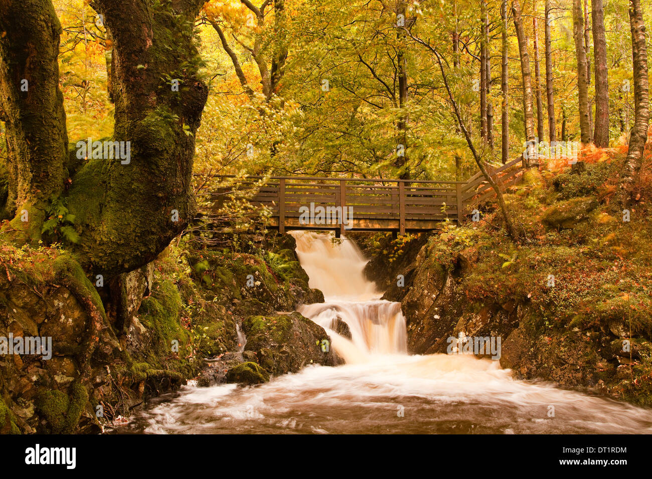 Le acque di Launchy Gill nel distretto del lago in pieno flusso dopo pesanti piogge autunnali, Lake District, Cumbria, Englanbd, REGNO UNITO Foto Stock