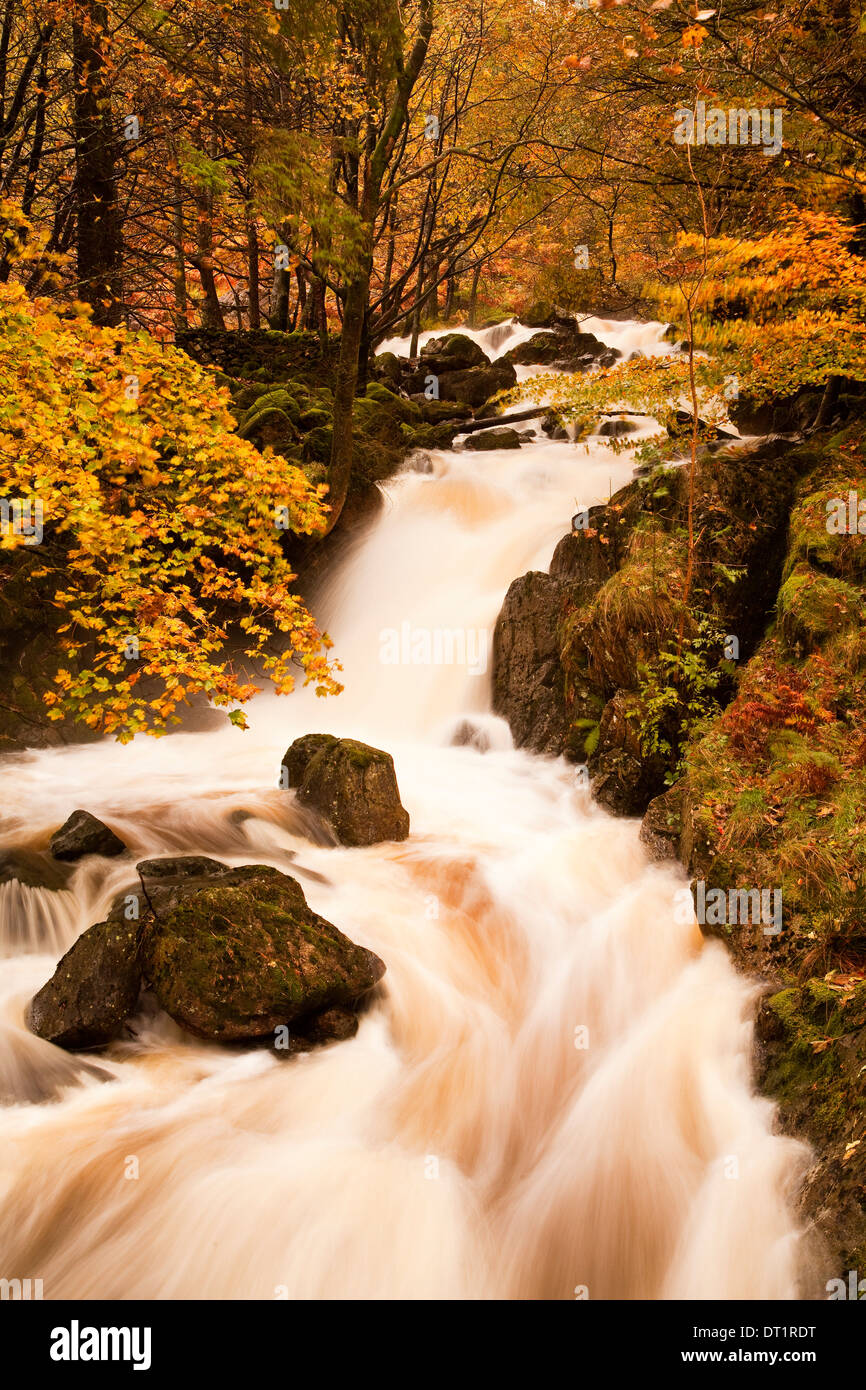 Le acque di Dob Gill nel distretto del lago in pieno flusso dopo pesanti piogge autunnali, Lake District, Cumbria, England, Regno Unito Foto Stock