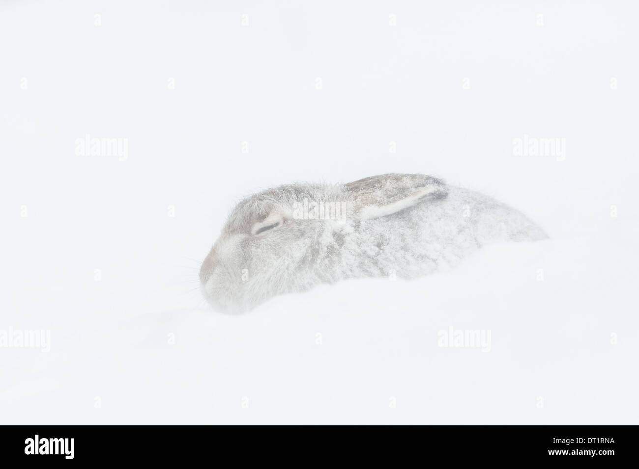 Montagna scozzese lepre (Lepus timidus) essendo eiettata dalla tempesta di neve nelle Highlands scozzesi, Gran Bretagna Foto Stock