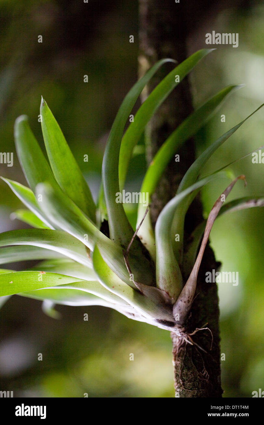 Bromeliad. Epifite. In crescita e supportato da un albero di host. Nota radice di attacco. Costa Rica. Foto Stock