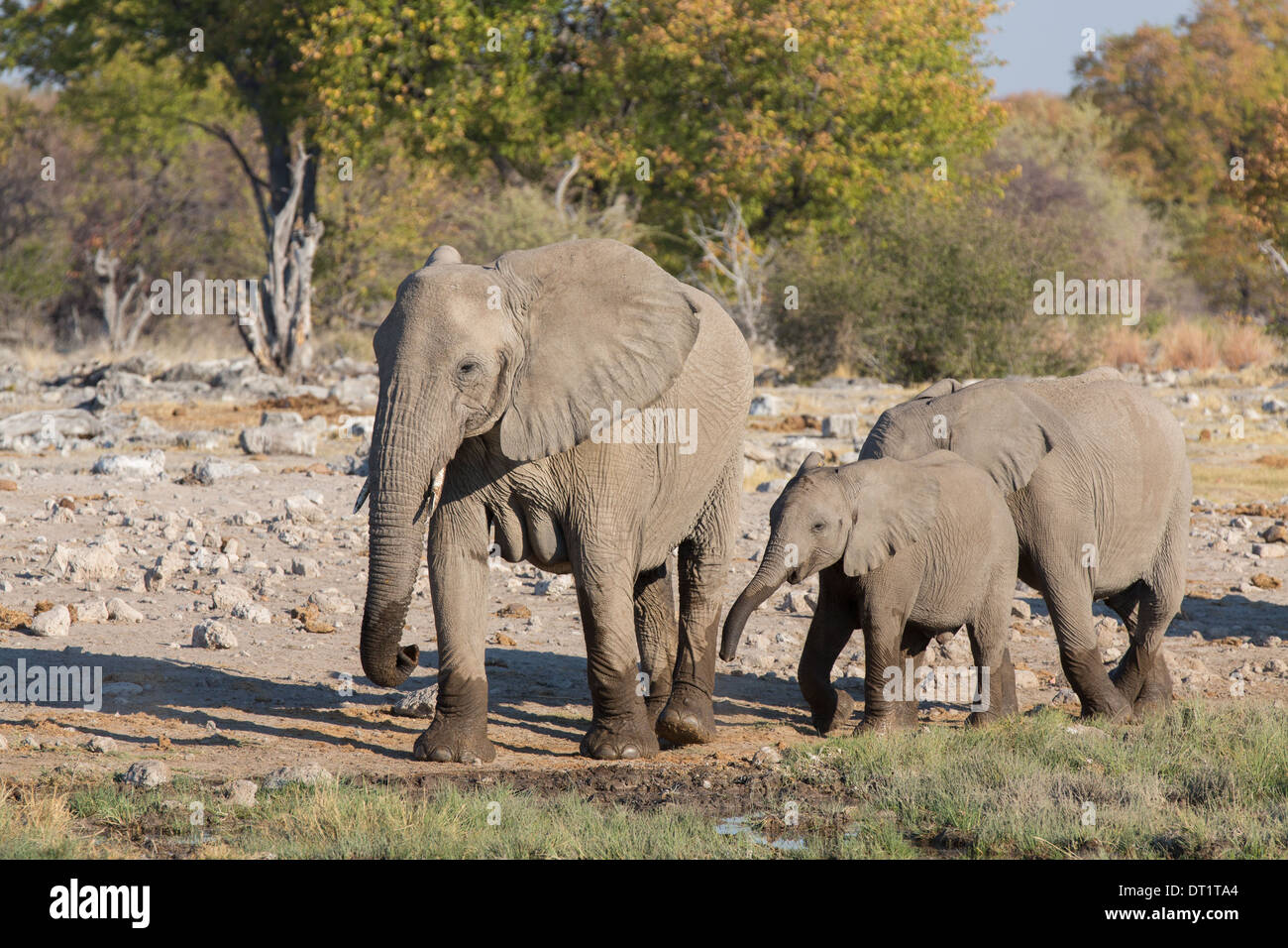 Elefanti in Etosha Foto Stock