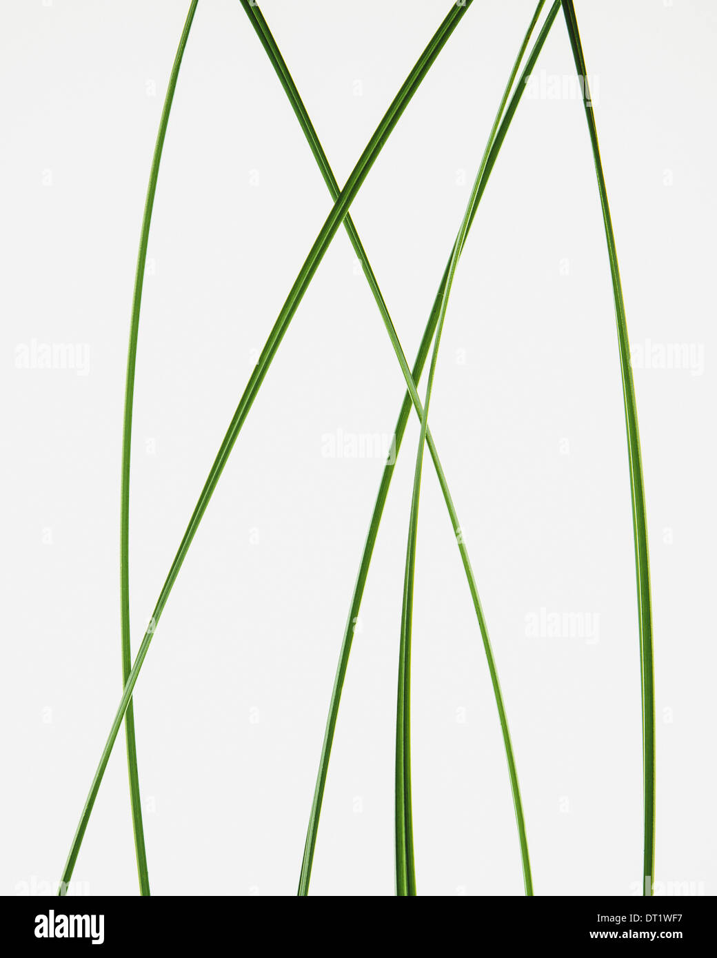 Close up di erba ornamentale clippings su sfondo bianco Foto Stock