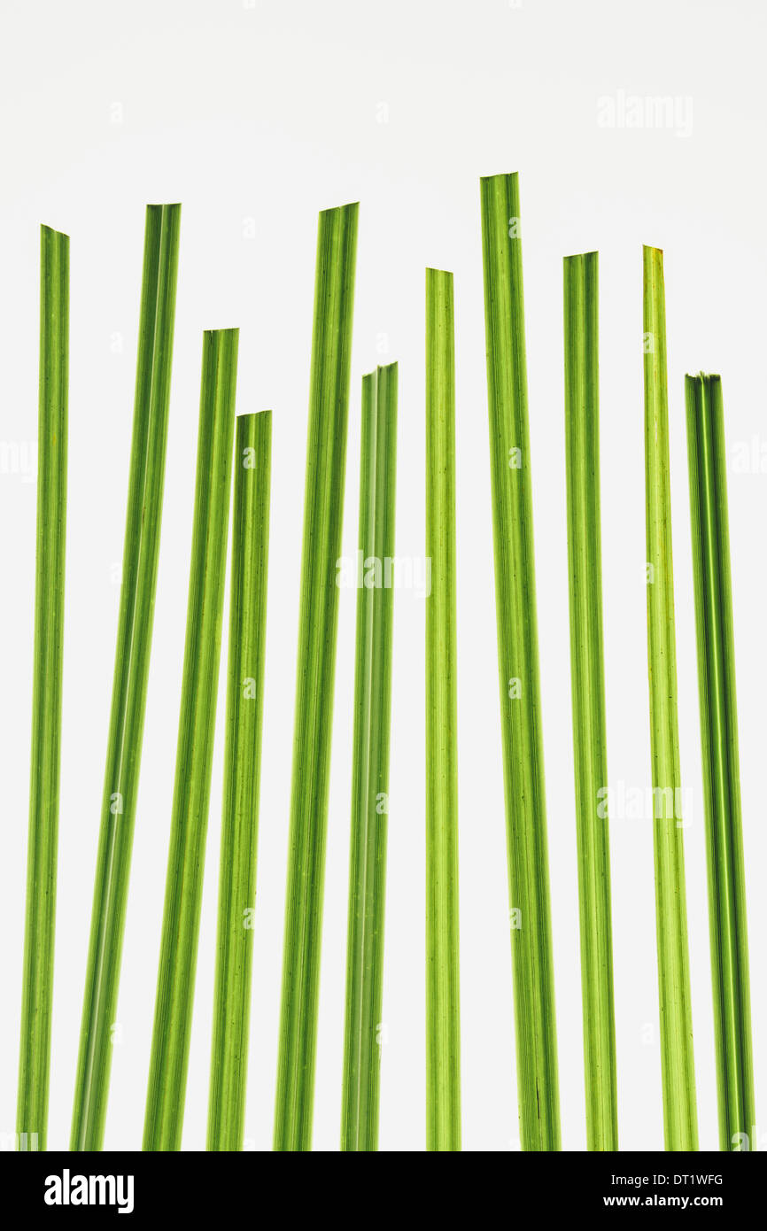 Close up di erba ornamentale clippings su sfondo bianco Foto Stock