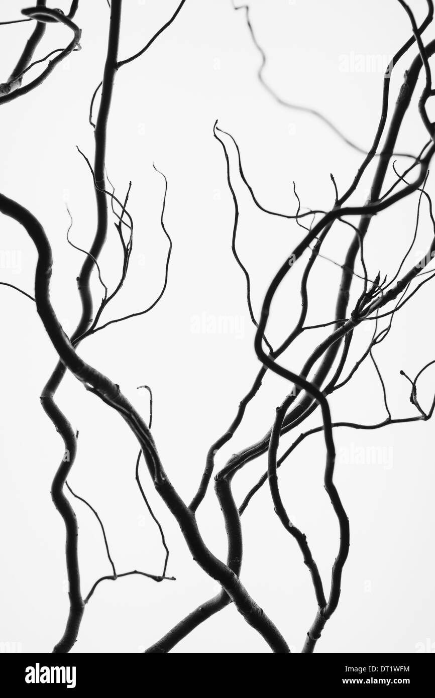 Willow Tree contorte rami forme Foto Stock