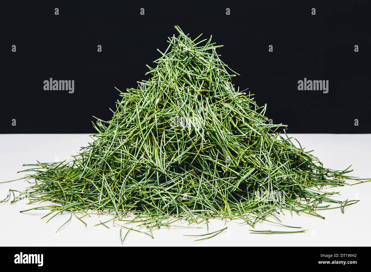 Pila di verde di aghi di pino (Shore pino) close up Foto Stock