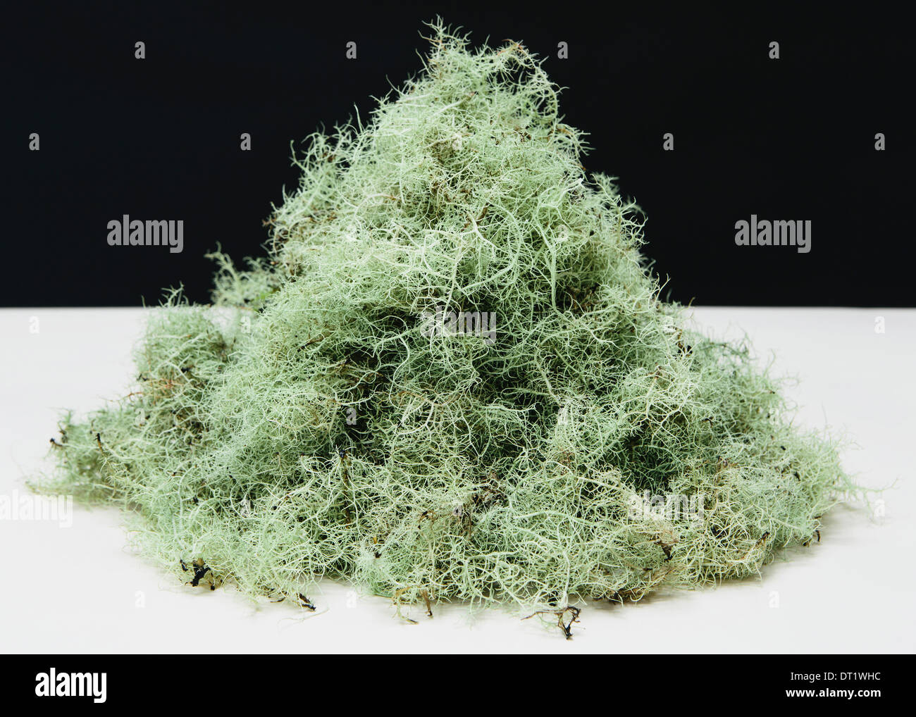 Pila di Matusalemme la barba (lichen Usnea longissma) Foto Stock