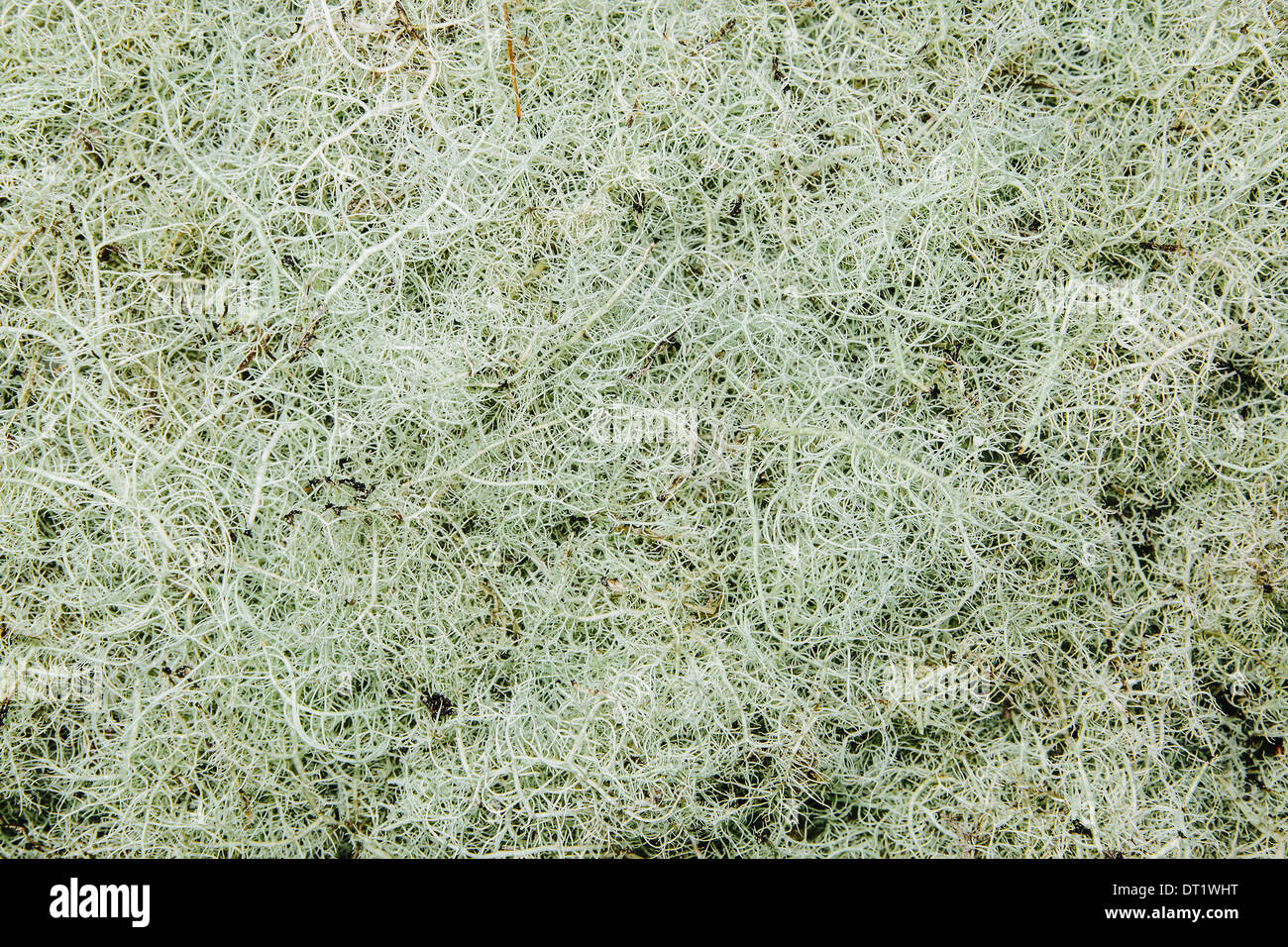 Close up di Matusalemme la barba (lichen Usnea longissma) Foto Stock
