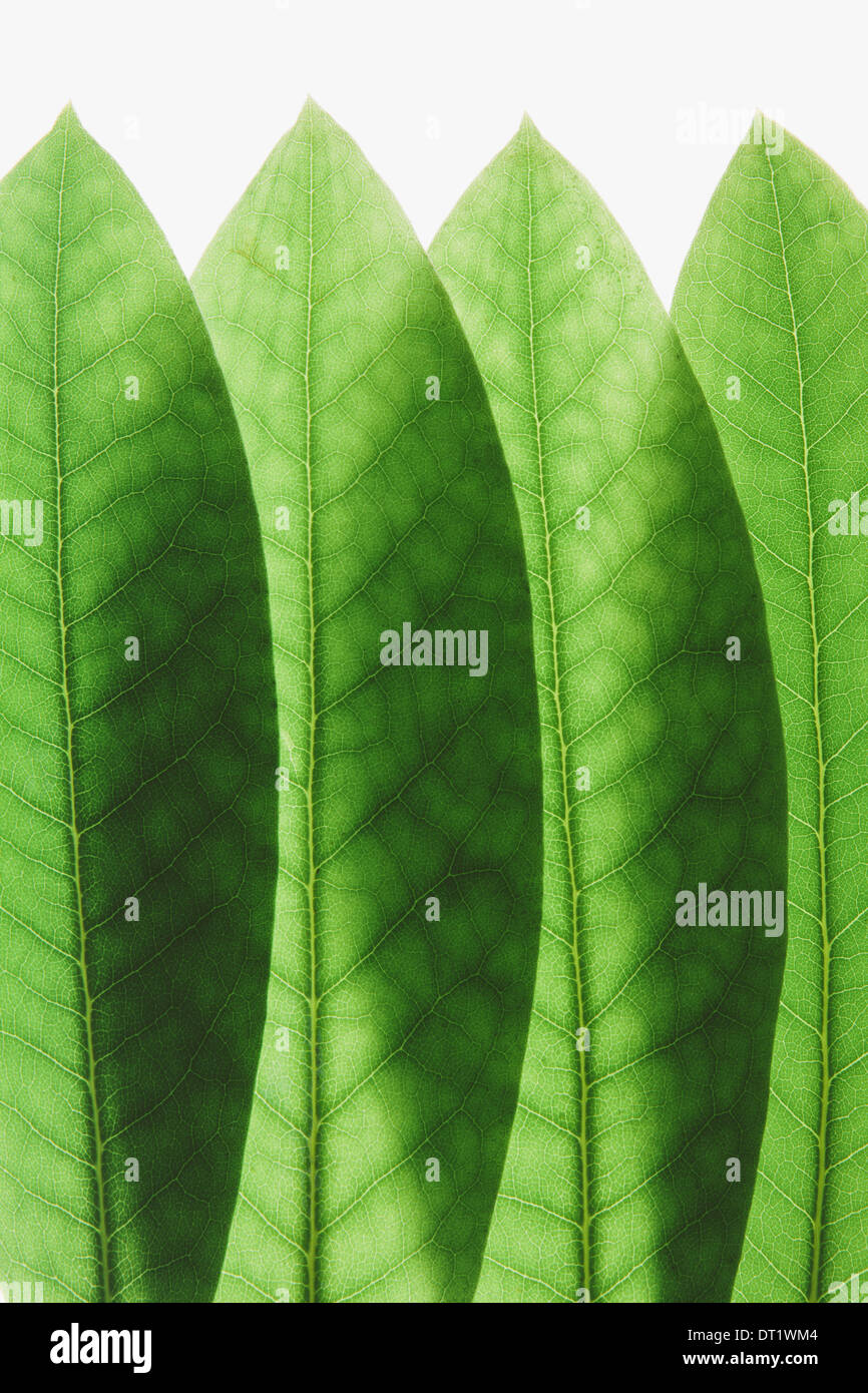 La sovrapposizione di Verde foglie di rododendro close up Foto Stock