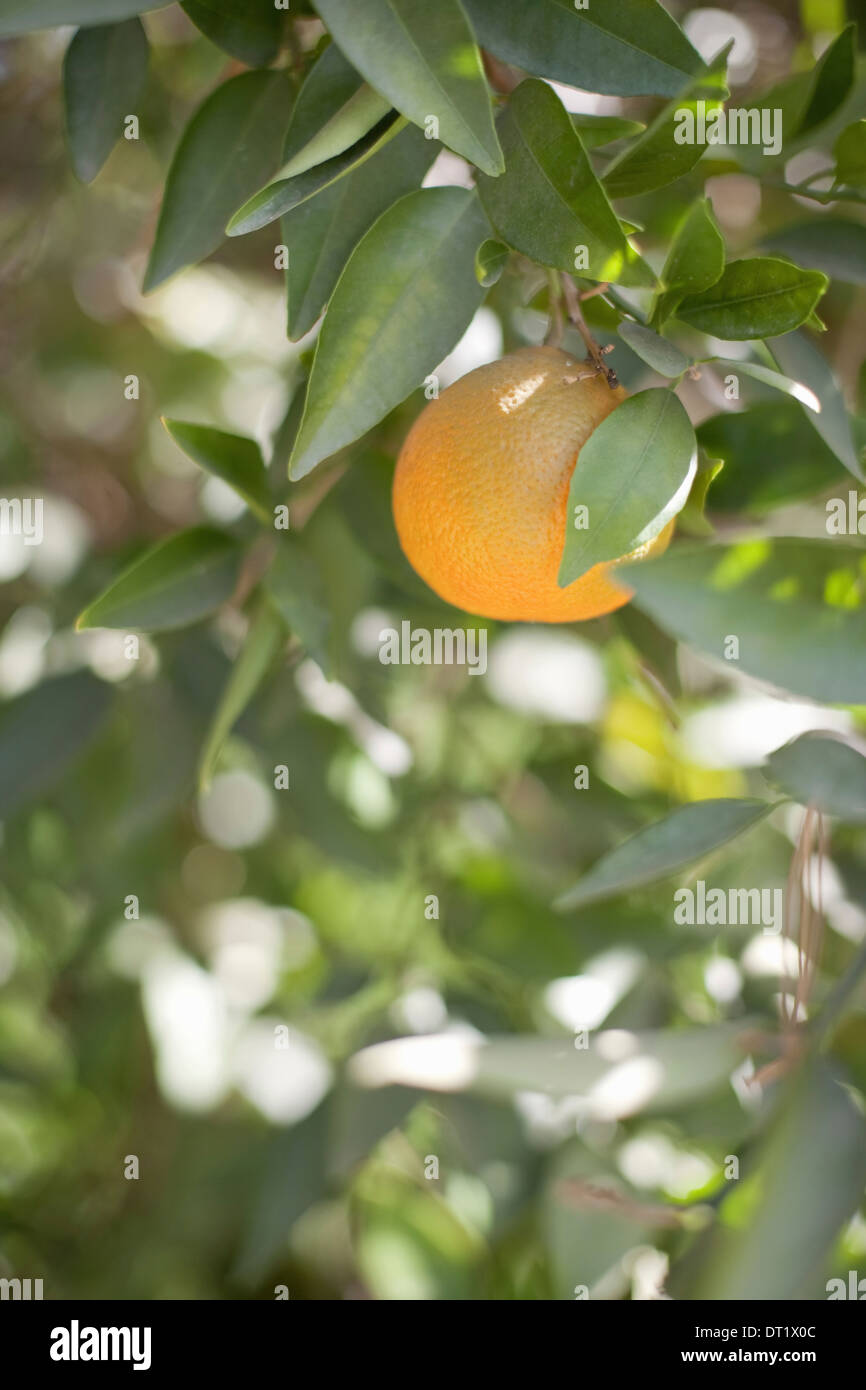 Un singolo frutto arancione appeso ad un albero da frutto nella foglia un frutteto organico frutto Foto Stock