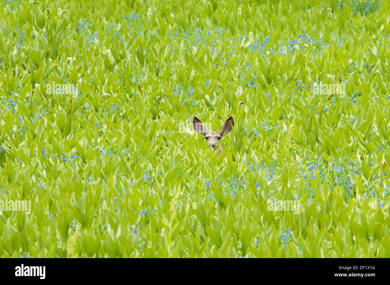 Un mulo cervo nascosto in un campo di fiori selvatici e piante veratro nero orecchie visibili Foto Stock