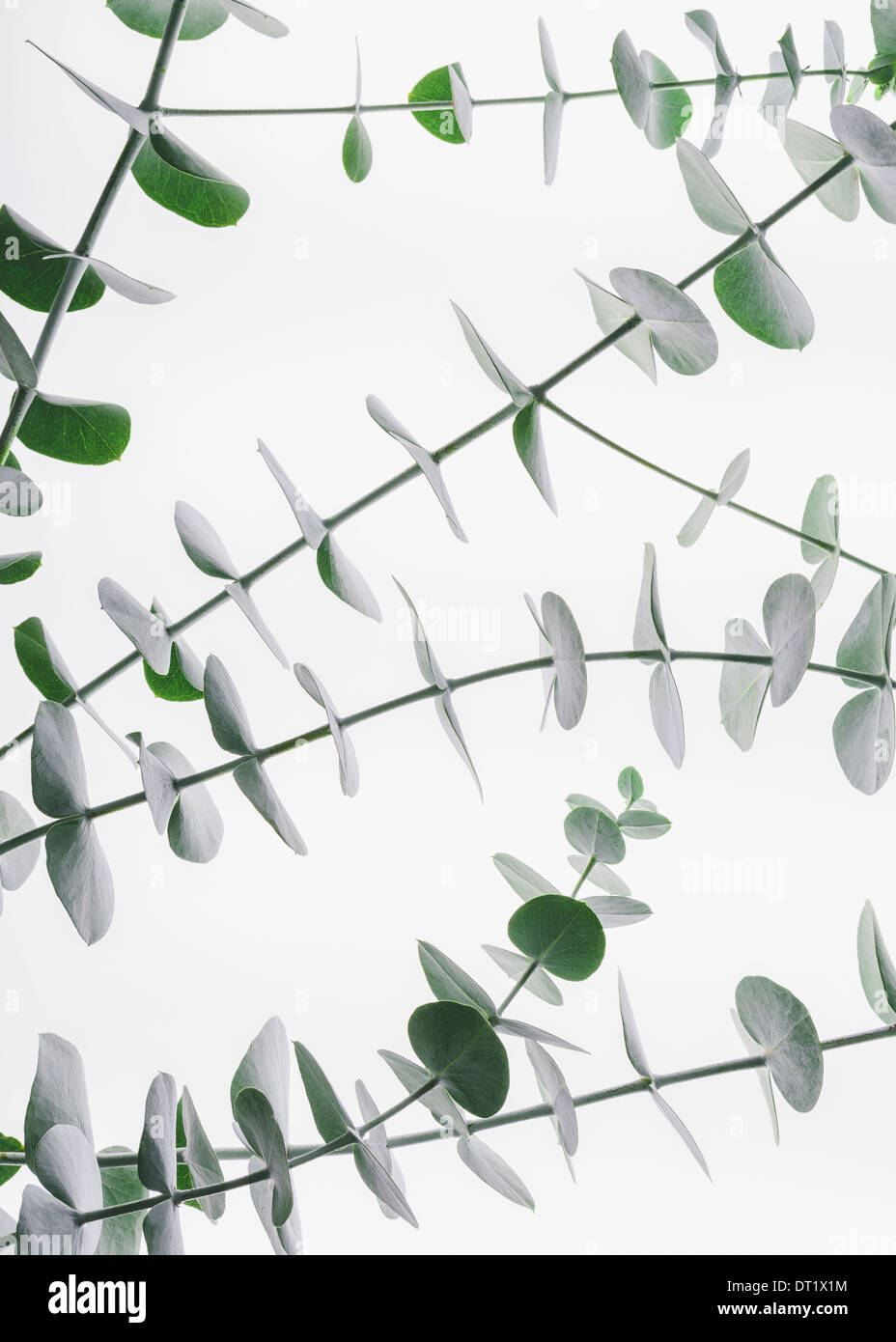 In prossimità delle piccole foglie verdi di eucalipto gunnii tree anche sapere come il sidro di foglie di gomma disposti a coppie su il ramoscello Foto Stock