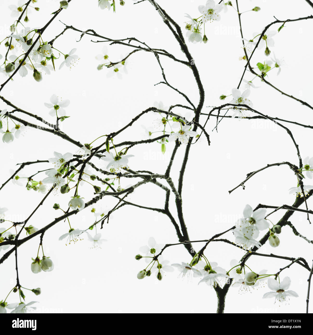 Un albero di mele fioritura e crescente nel tempo primaverile foglie verdi e fiori bianchi contro uno sfondo bianco di un ramo di albero Foto Stock