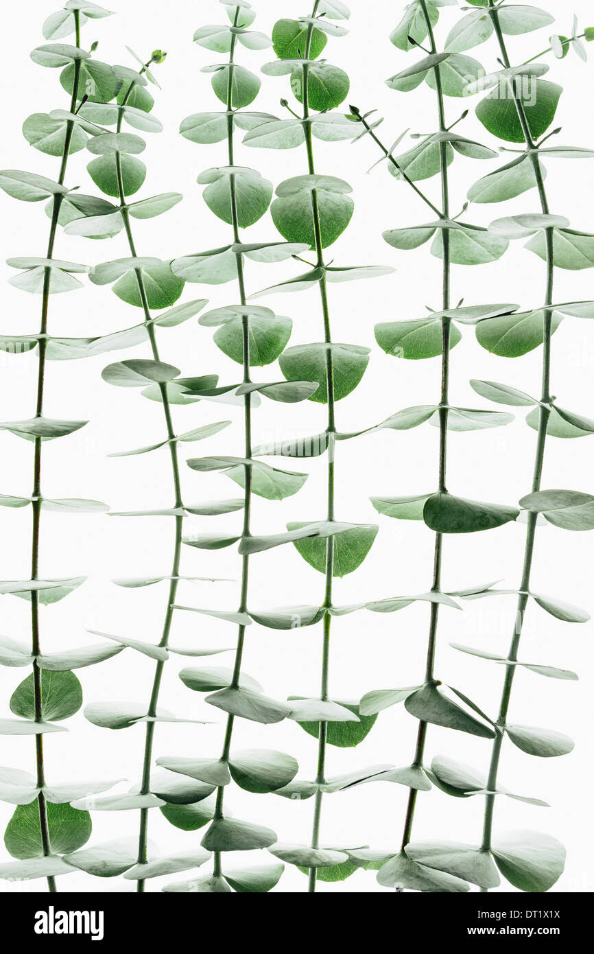 In prossimità delle piccole foglie verdi di eucalipto gunnii tree anche sapere come il sidro di foglie di gomma disposti a coppie su il ramoscello Foto Stock