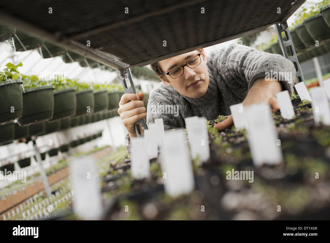 La crescita a molla in un organico vivaio un uomo controllare i vassoi di piantine su un carrello Foto Stock