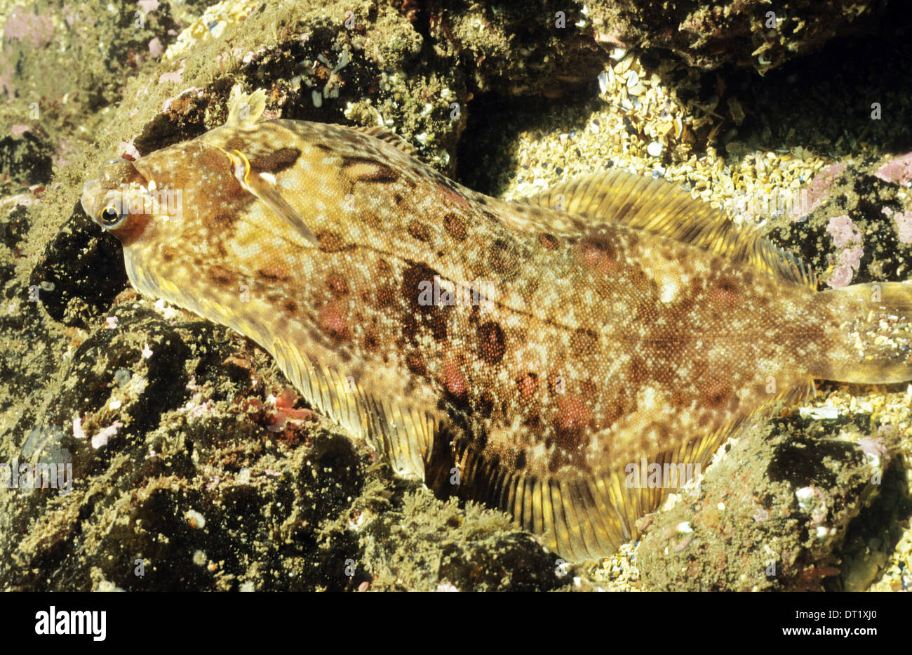 Sogliola limanda (Microstomus kitt) sott'acqua in St Abbs riserva marina. Incredibile vita sottomarina off La costa britannica. Foto Stock