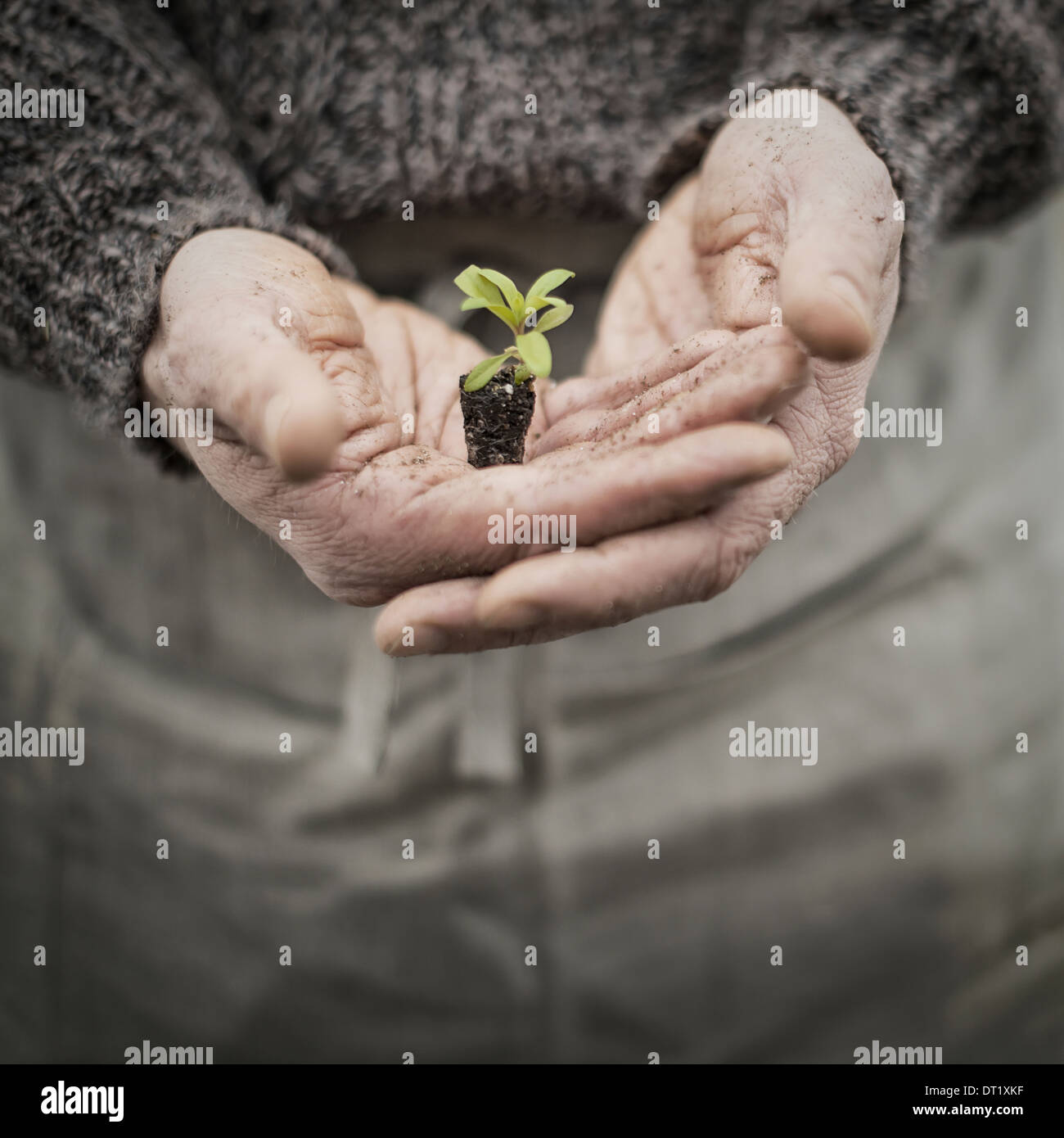 Una persona in una serra commerciale tenendo una pianta piccola piantina nelle sue mani a tazza Foto Stock