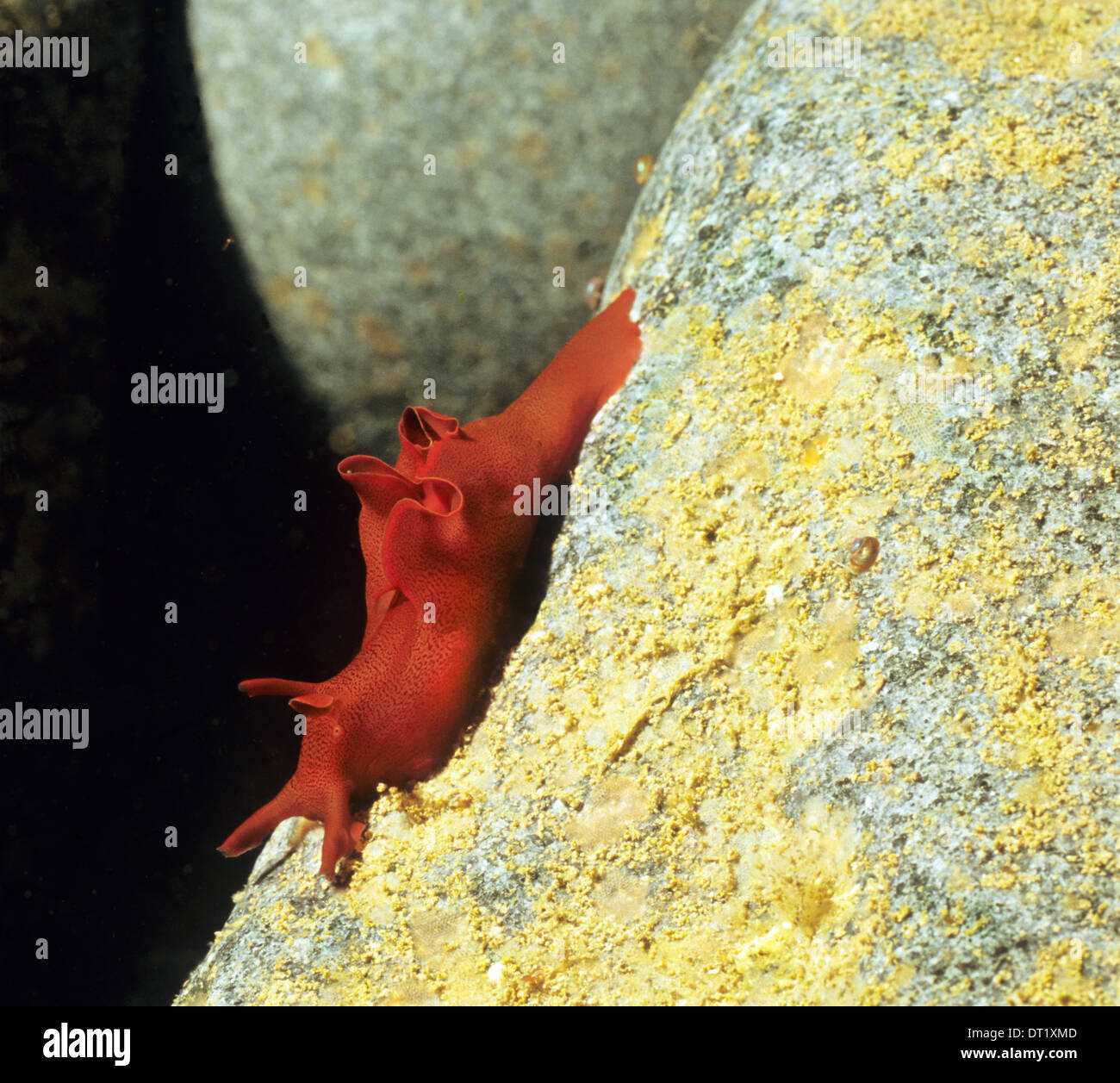 Lepre di mare. Incredibile vita sottomarina off La costa britannica. Questo mare slug è stata trovata in St Abbs Marine Park. Foto Stock