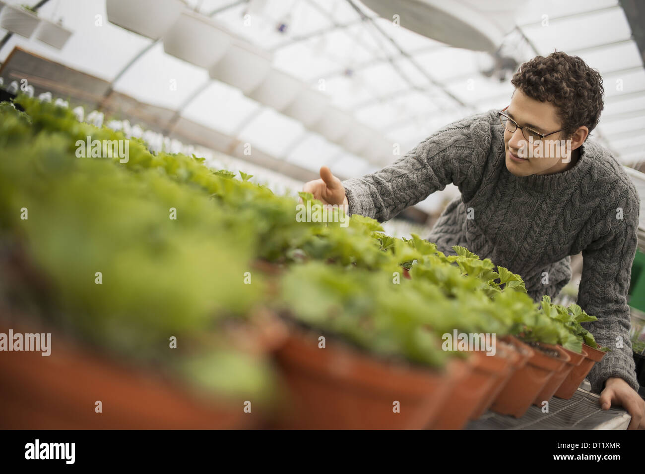 Un uomo che lavora in una serra tendente giovani piante in vaso Foto Stock