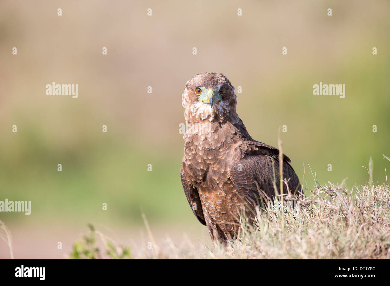 I capretti Bateleur Eagle (Terathopius ecaudatus). Foto Stock