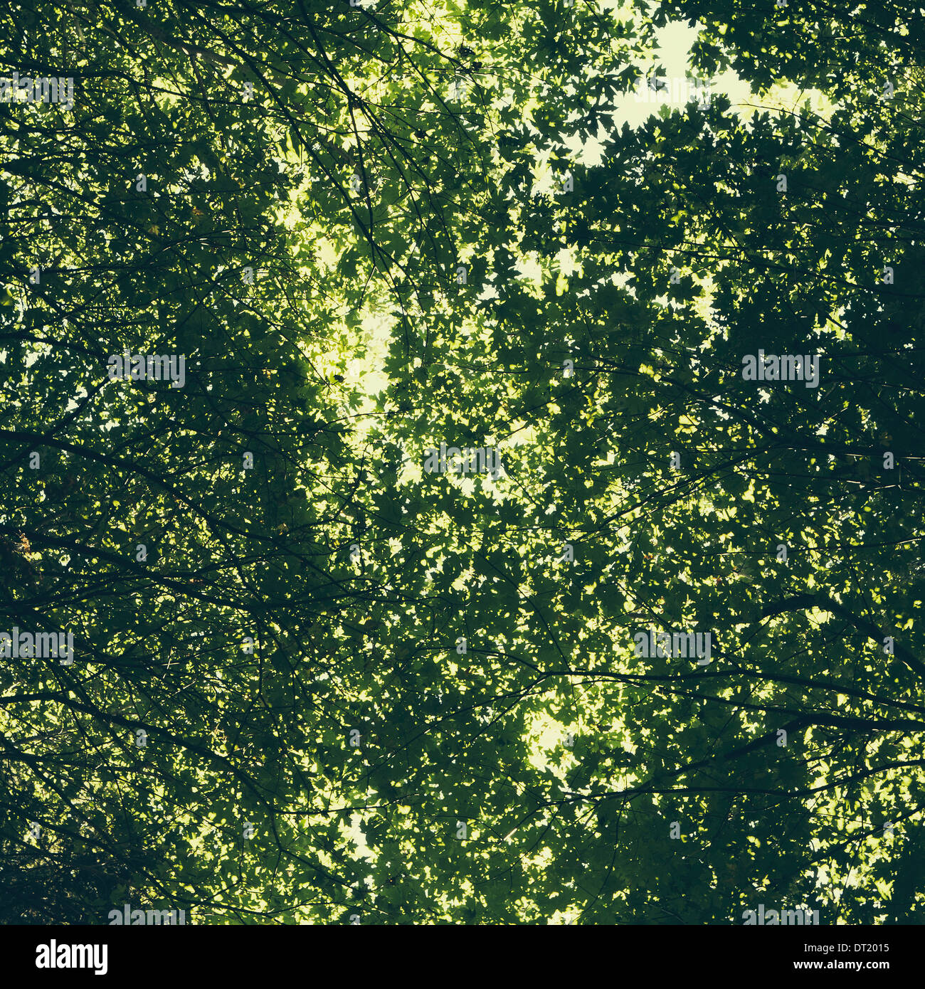 L'albero canopy di grandi alberi di acero con lussureggianti foglie verdi osservato dalla terra Foto Stock