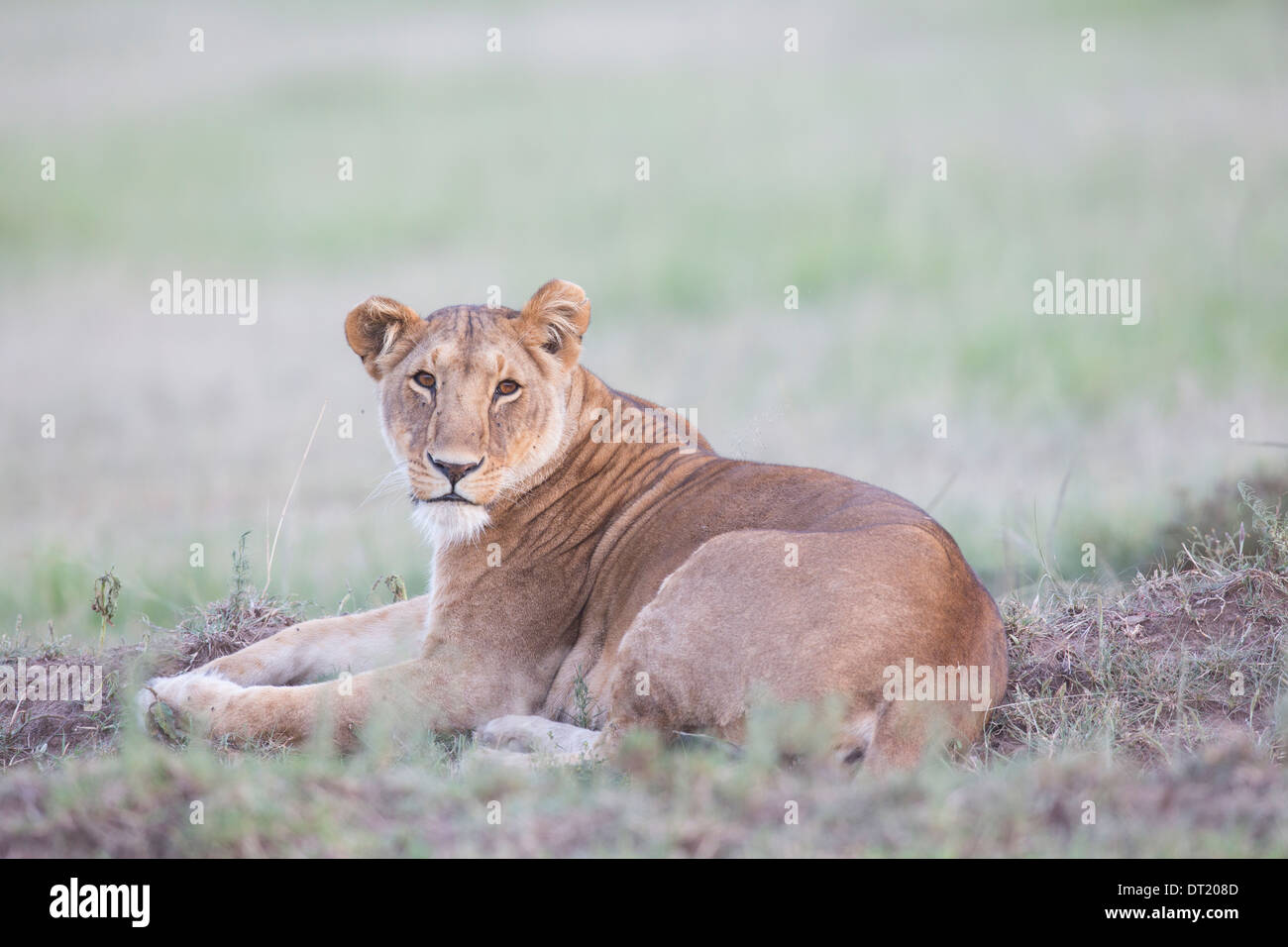 Leonessa parte del famoso Marsh lion orgoglio del Masai Mara Kenya (Panthera leo) Foto Stock