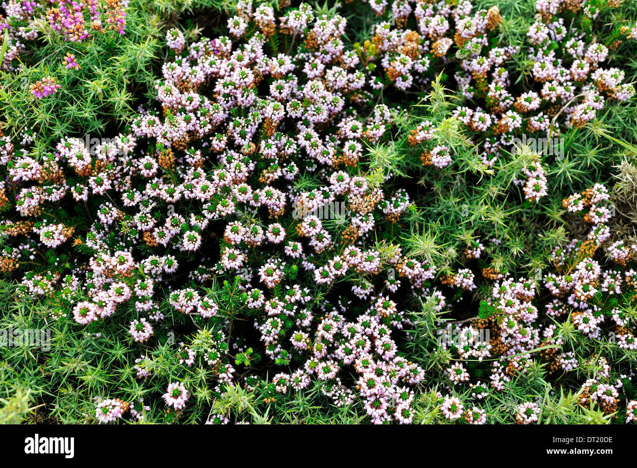 Cornish erica (Erica vagans) accanto al Sud Ovest sentiero costiero, penisola di Lizard, Cornwall, Inghilterra Foto Stock