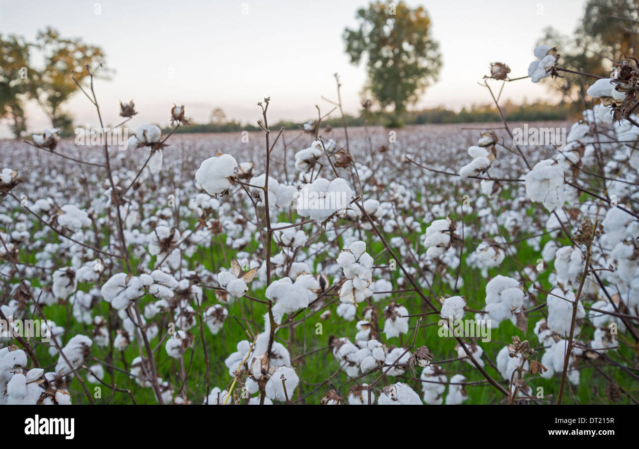 Coltivazione di cotone ritorna alla Florida come qui nel nord florida cittadina di Fort bianco. Foto Stock