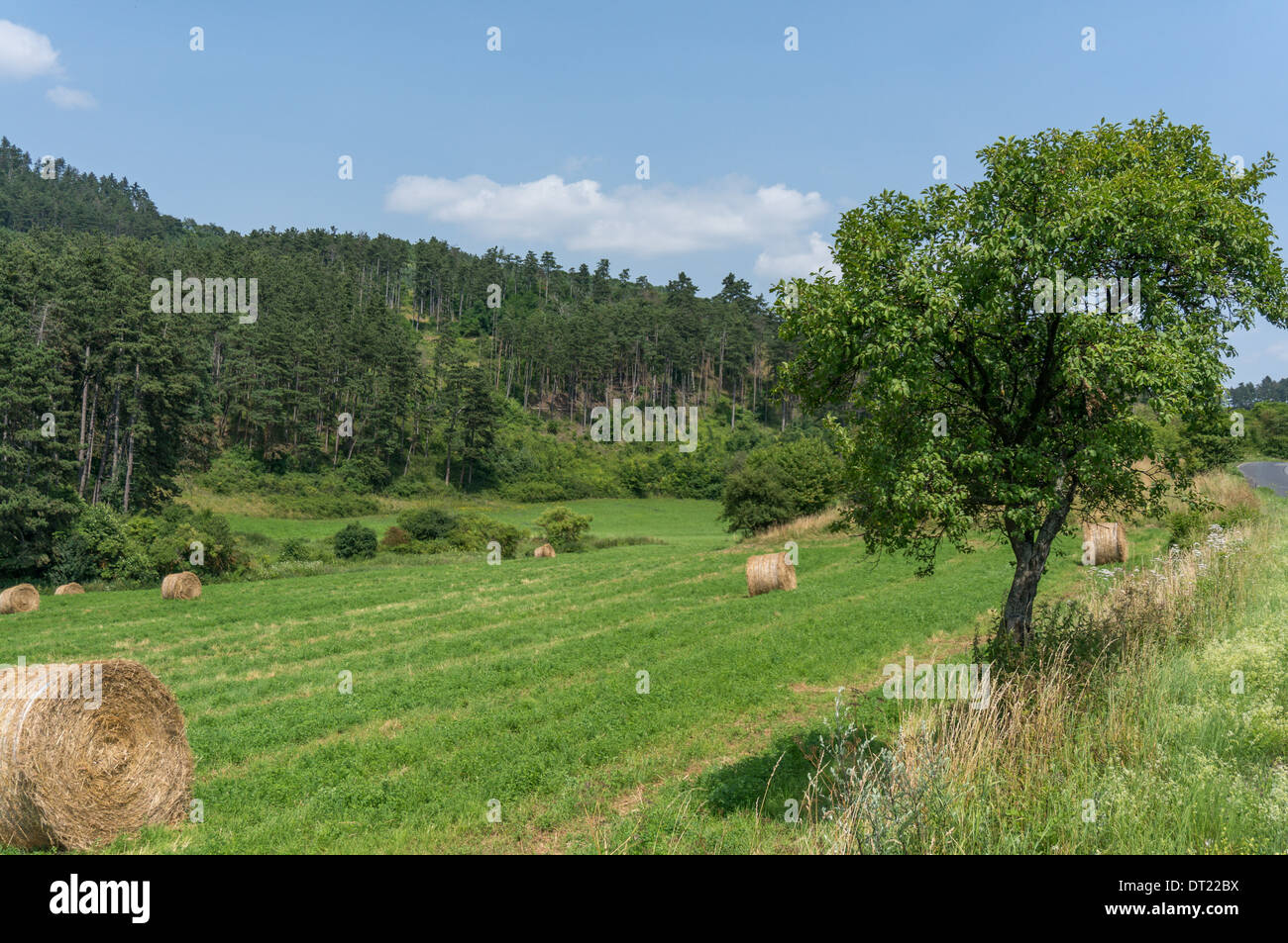 Una vista di un campo con alcuni rotoli di fieno Foto Stock