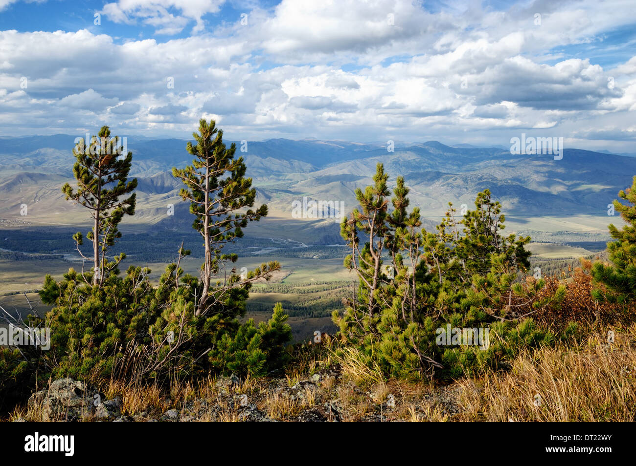 Alberi e Bukhtarma River Valley, Kazakistan orientale Foto Stock