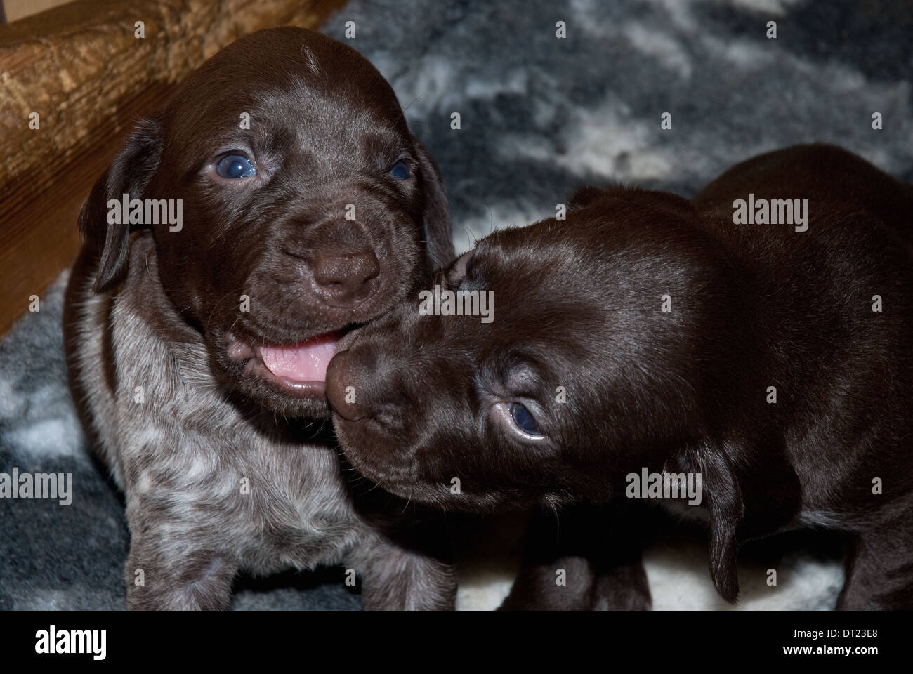 Tre settimane di antico tedesco a pelo corto cuccioli di puntatore play-fighting Foto Stock