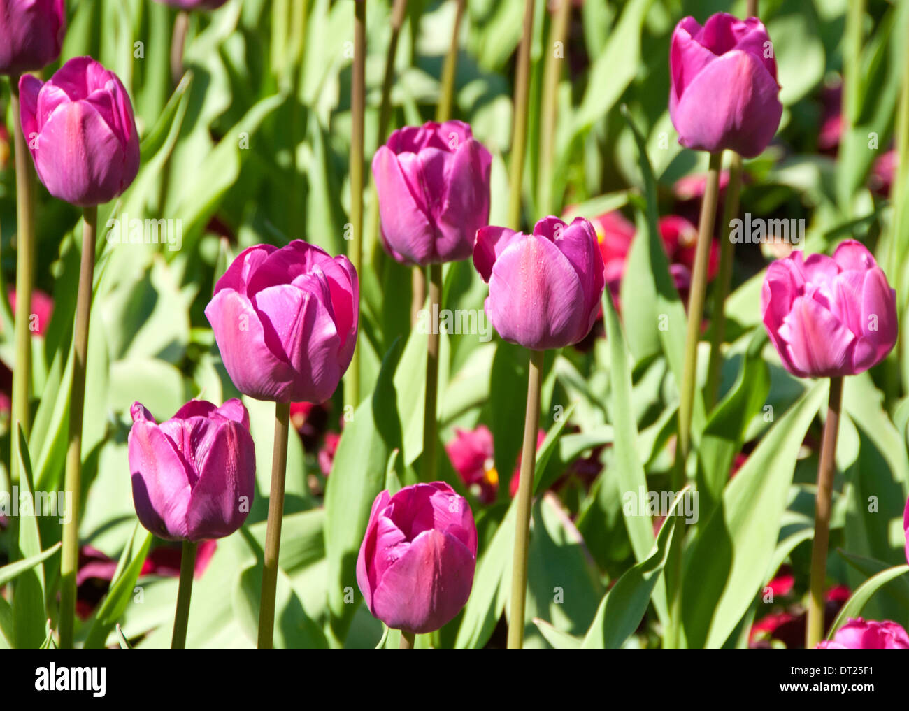 Tulipani viola (nome botanico: Tulipa) Foto Stock