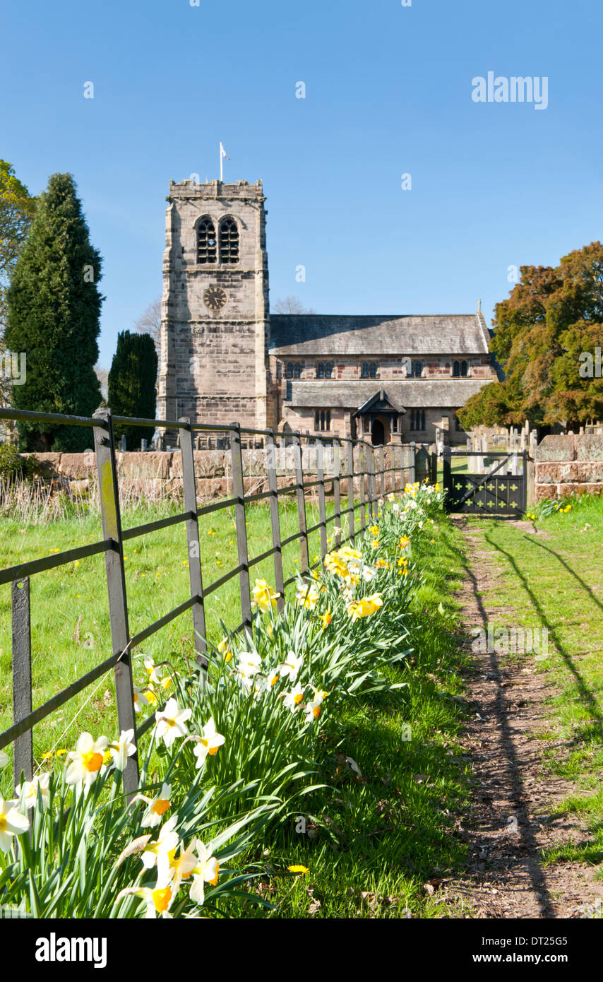 Giunchiglie presso il St Wilfrid la Chiesa in primavera, Mobberley, Cheshire, Inghilterra, Regno Unito Foto Stock