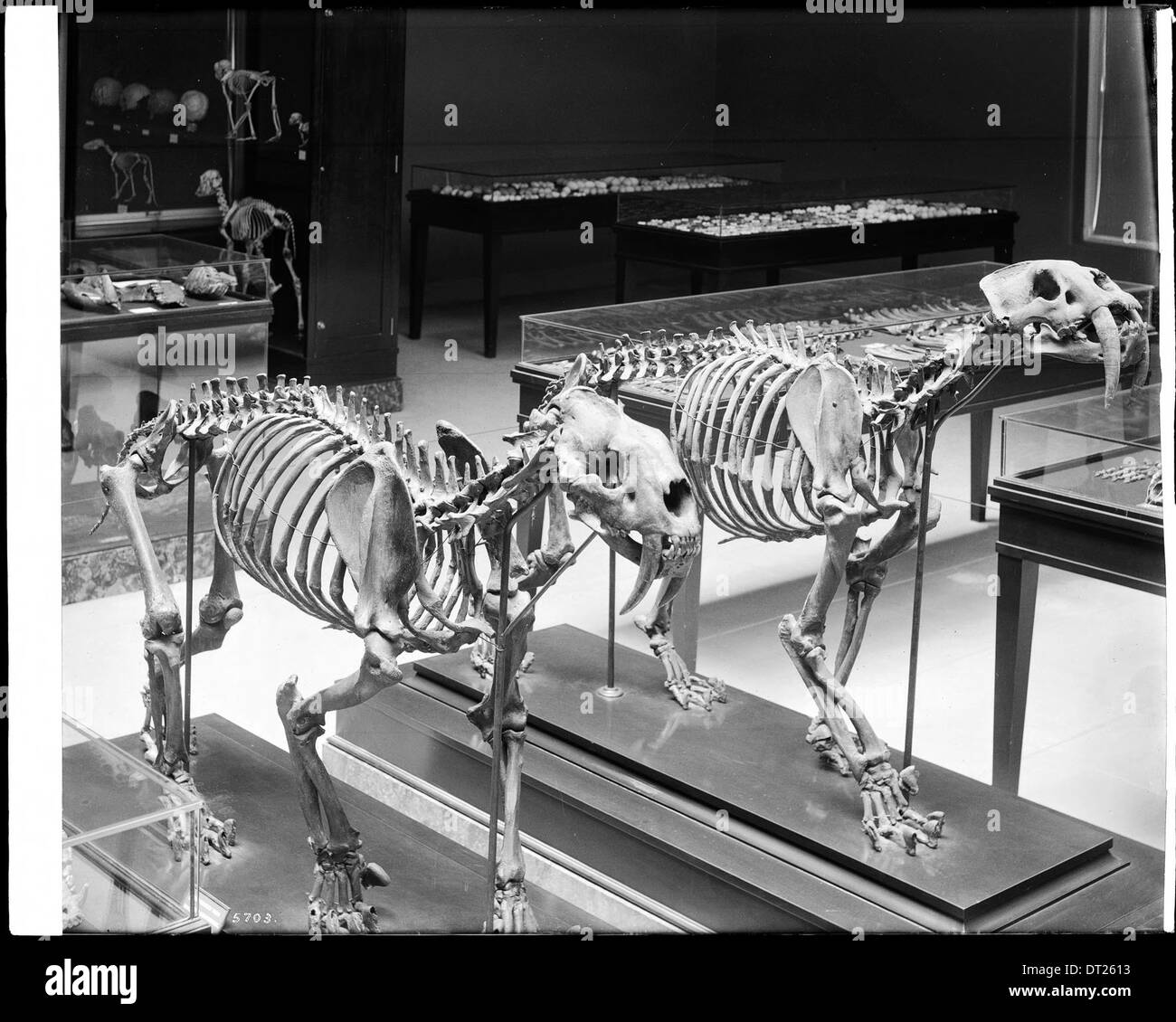 Gli interni del Los Angeles County Museum di storia naturale mostra visualizza scheletrico di Saber dente tigre, ca.1920 Foto Stock